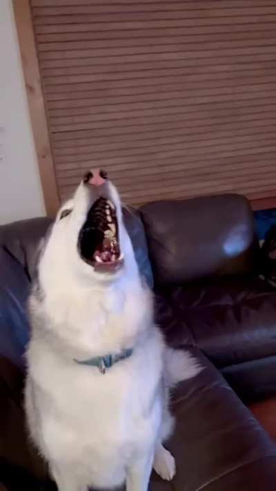 I heard you love Huskies! ?