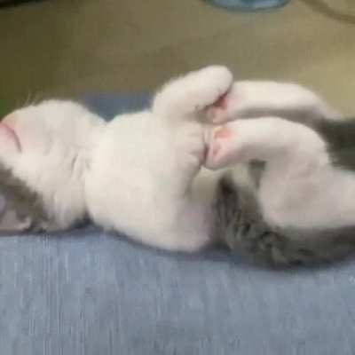 Such a cute little kitten ?