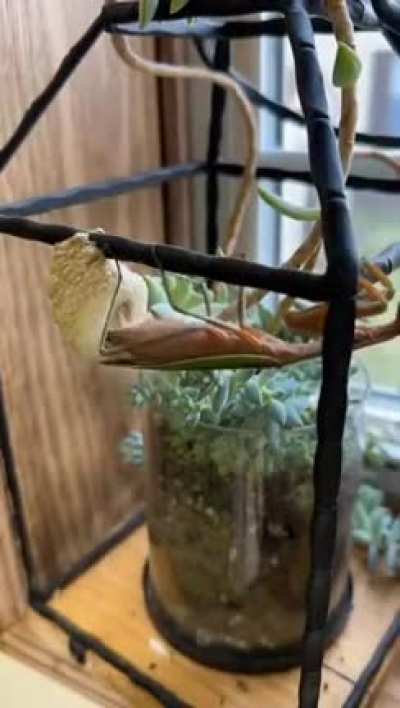 ?A praying mantis building its ootheca