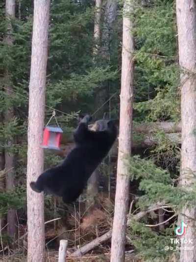 American bear ninja warrior