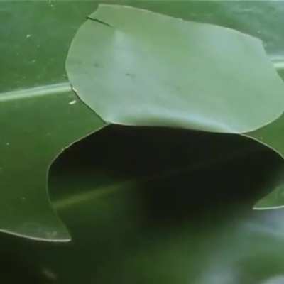? Caterpillar makes a hut to hide from predators while eating