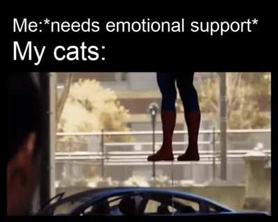 Pspsps come here buddy