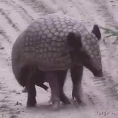 ? One of the oldest inhabitants of the planet - armadillos.....