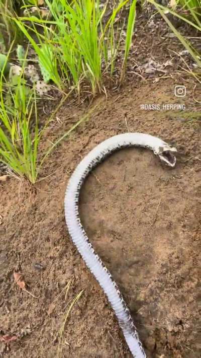 ? Trust me, I'm dead bro (Western Hognose)