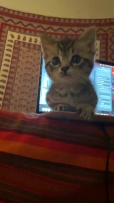 My cat is the Laptop guardian ? They never let me go near my laptop, anyone else’s cat do this?