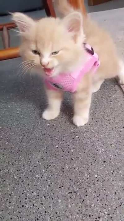 waaAAAaaAAA!!
