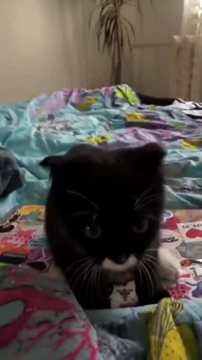 i want pets
