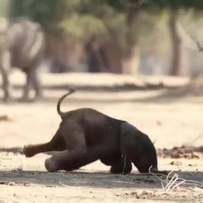 ?Elephant cub takes first steps into his world..