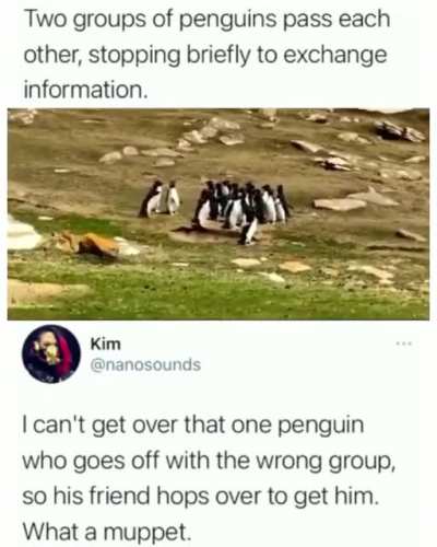 ? Penguin hops over to get his friend who went with the wrong group