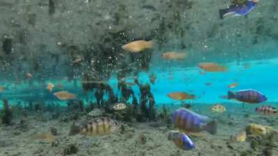 ? Exploring a Desert Hot Spring Filled With Exotic Fish