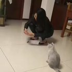 Will the cat chase the mouse?