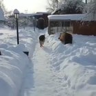 Bear: RAWR I'M A BEAR ? Dog: I DON'T CARE ?
