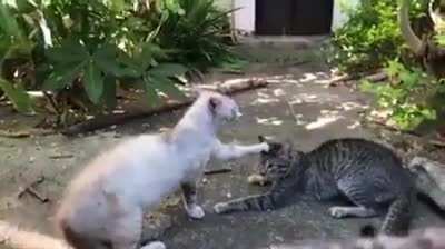 What ritual is this?