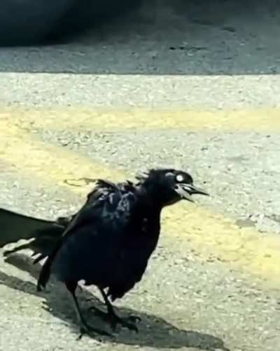 2020 got birds doing crack