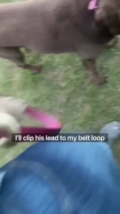 Taking the hooman out for a walk