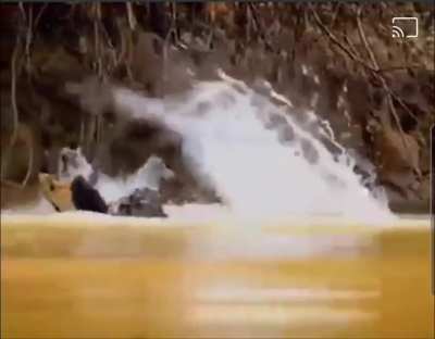 Crocodile eats big cat