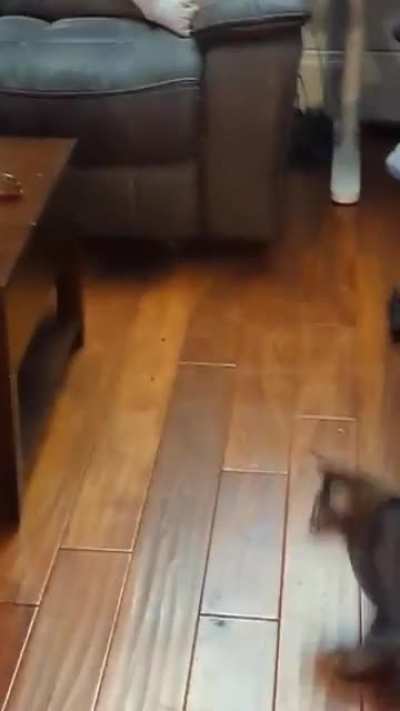 funny video