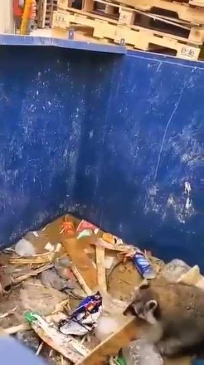 ? A raccoon using a piece of wood to get out of a trash can