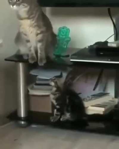 "What the HELL touched me?!"