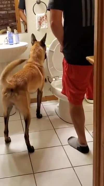 Guide dog helps blind people use toilet