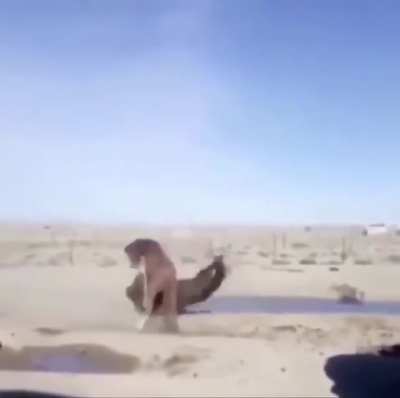 Horse Cena