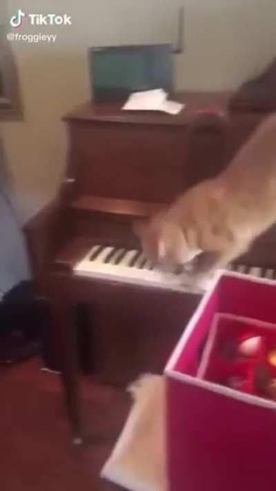 Maestro!
