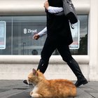 Being a cat