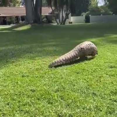 ? Apparently pangolins are highly capable of walking along on their hind legs ?