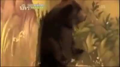 Cute animals