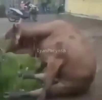 Sad Moo-moo sound