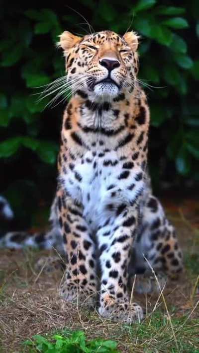 ?The Amur leopard (Panthera pardus orientalis) is a leopard subspecies native to the Primorye region of southeastern Russia and northern China