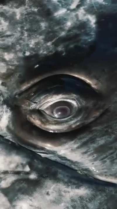 ? Whale watching is turned on its head in Baja California - Grey whale watches humans