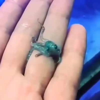 ? Newborn baby octopus