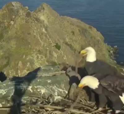 ? This eagle couple having a disagreement on how to organize their nest