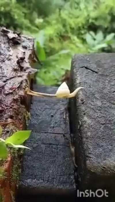 ? Snail crossing the gap between where it is and where it needs to be, despite the seeming impossibility ? Mike Hudema