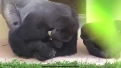 ? A Silverback and his young closely watch a Caterpillar