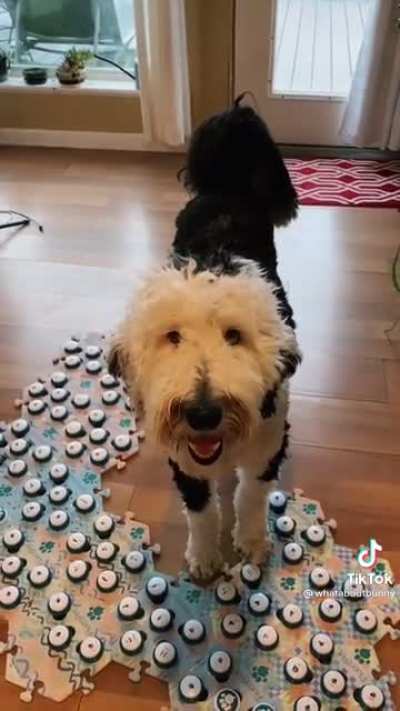 Dog asks ‘dog what dog is?’