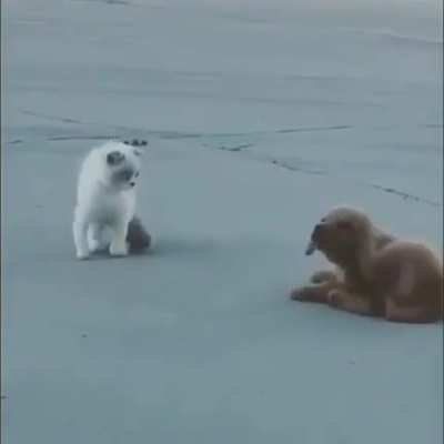 I am spy dog.