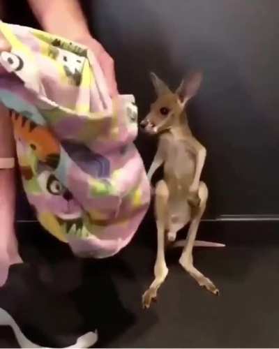 Baby Kangaroo ?