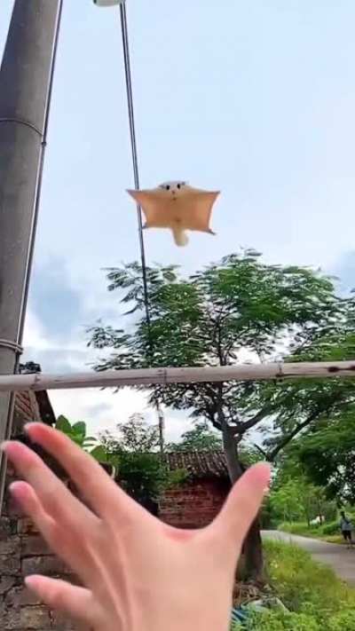 I can’t stop watching this So Cute