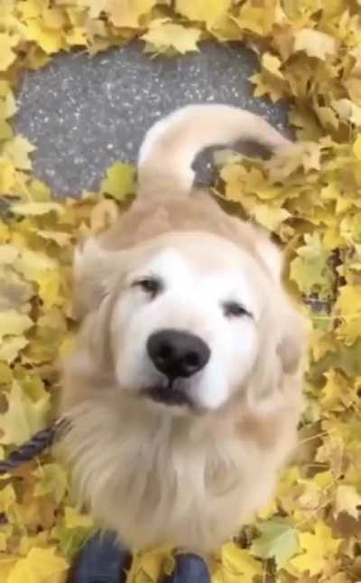 Leaf sweeper...