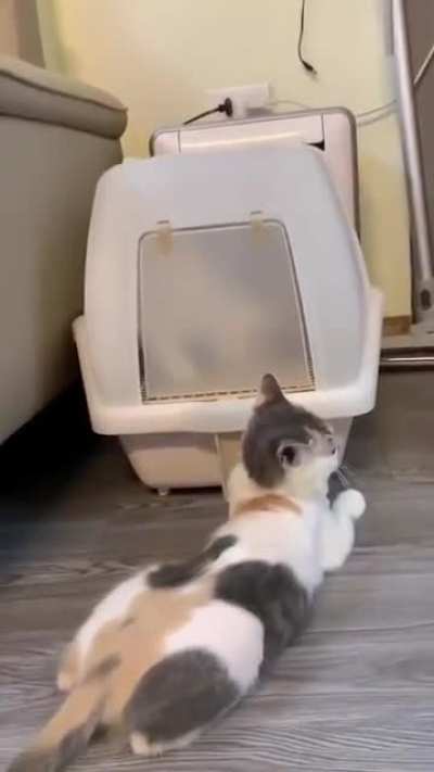 Let meowt!
