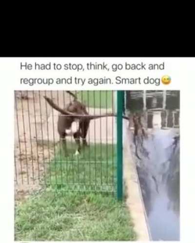 He had to stop, think, go back and regroup and try again. Smart dog
