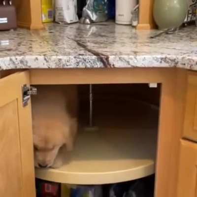 Stuck doggo