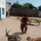Indian TikToks ? ??