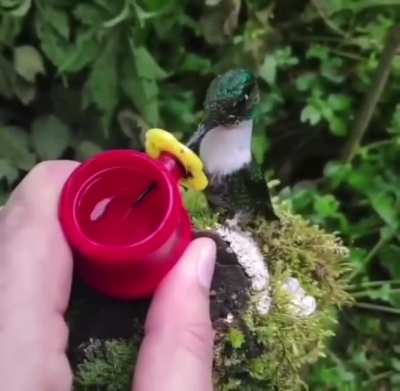 ? Have you seen a hummingbird tongue before? ?