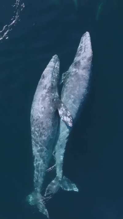 ? Whale hugs