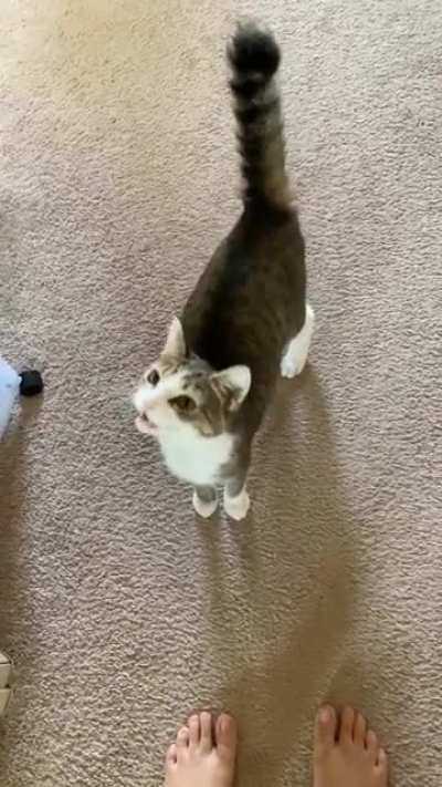 Wet food squeaks