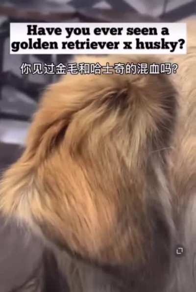 Golden Husky