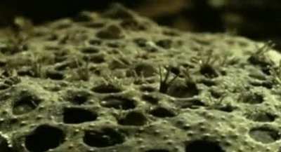 ? The Surinam Toad gives birth to live babies from her back